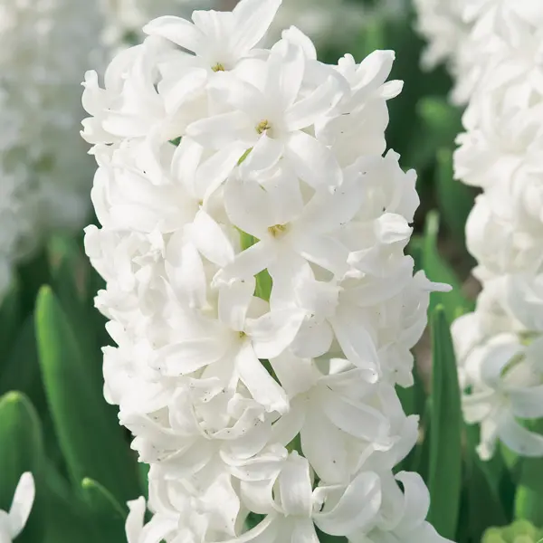 Hyacinth Louvre