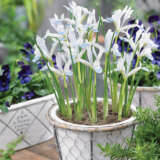 Iris Reticulata Frozen Planet Pkirefpl