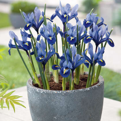 Iris Reticulata Pixie Pkirepix - Garden Express Australia