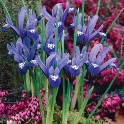 Iris Reticulata Springtime Pkirespr - Garden Express Australia