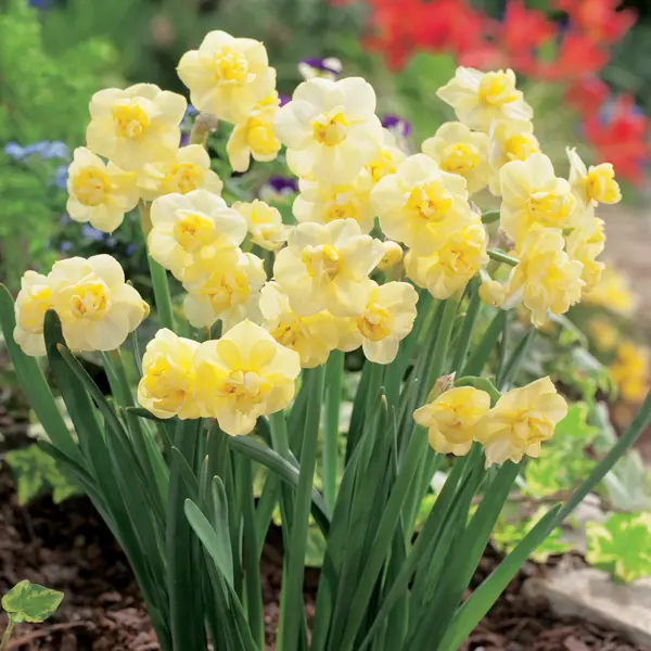 Jonquil Yellow Cheerfulness Jonquil Yellow Cheerfulness