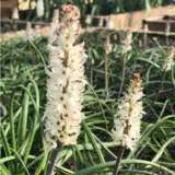 Lachenalia Contaminata Pklaccon - Garden Express Australia