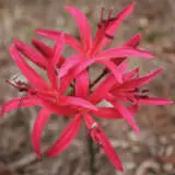 Nerine Coral Queen Pknercqu - Garden Express Australia