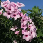 Frost Hardy Climbing Plants Pandorea Bob Deep Pink Lpopandpi - Garden Express Australia