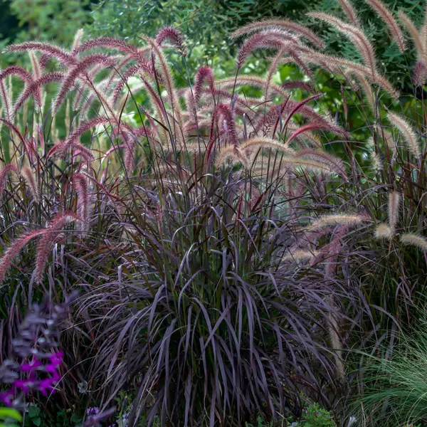 Pennisetum Dwarf Red Riding Hood Fountain Grass