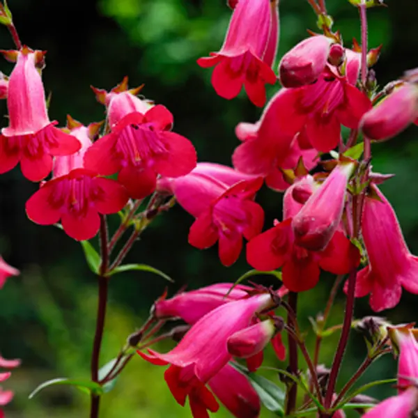 Penstemon Chester Scarlet