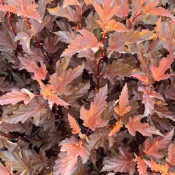 Physocarpus Nishiki Red Physocarpus Nishiki Red