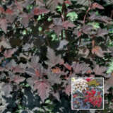 Physocarpus Nishiki Red