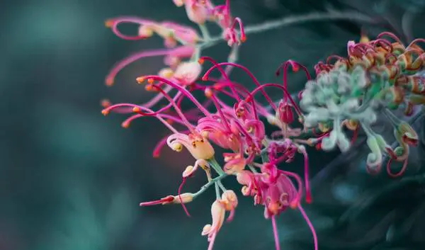 Australian Native Plants For Dry Shade Rsz April Pethybridge Ecb Hihgoum Unsplash - Garden Express Australia