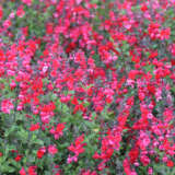 Salvia Miss Scarlet Pplsalmsc - Garden Express Australia