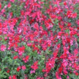 Salvia Miss Scarlet Pplsalmsc - Garden Express Australia