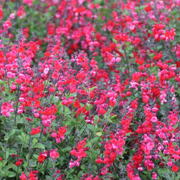 Salvia Miss Scarlet