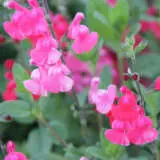 Salvia Sandra V Pplsalsv - Garden Express Australia