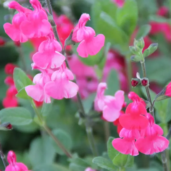 Salvia Sandra V