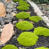 Scleranthus Biflorus Pplsclbif - Garden Express Australia