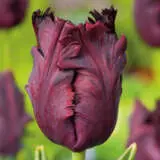 Tulip Black Parrot Pktulblp - Garden Express Australia