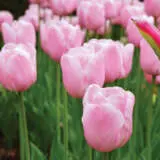 Tulip Candy Prince Tulip Candy Prince