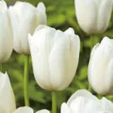 Tulip Clearwater Tulip Clearwater