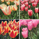 Tulip Darwin Hybrid Bi Colour Collection