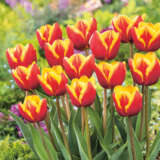 Tulip Denmark Pktulden - Garden Express Australia