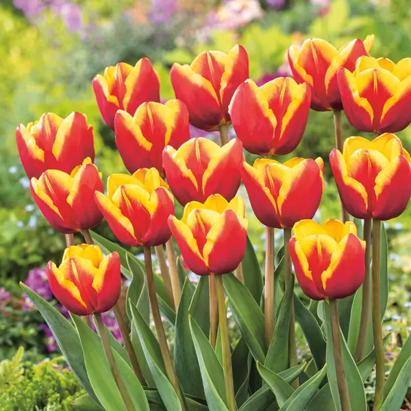Tulip Denmark