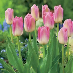 Growing Tulips In Pots: A Complete Guide Tulip Dynasty Pktuldyn - Garden Express Australia