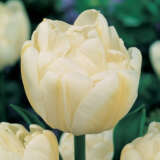 Tulip Evita