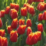 Tulip Fabio Tulip Fabio