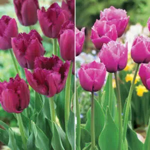 Are Tulips A Perennial? Tulip Fringed Duo Coltulfrd - Garden Express Australia