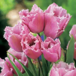 Choosing Between Common Types Of Tulips Tulip Fringed Family Pktulffa - Garden Express Australia