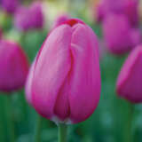 Tulip Grand Style