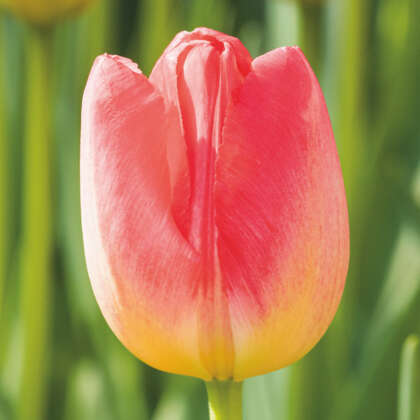 Tulip Judith Leyster Pktuljly - Garden Express Australia