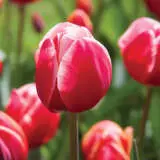 Tulip Karlijn Pktulkar - Garden Express Australia