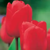 Tulip Lalibela Pktullal - Garden Express Australia