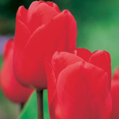 Tulip Lalibela