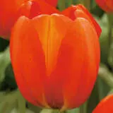 Tulip Orange Balloon Pktuloba - Garden Express Australia