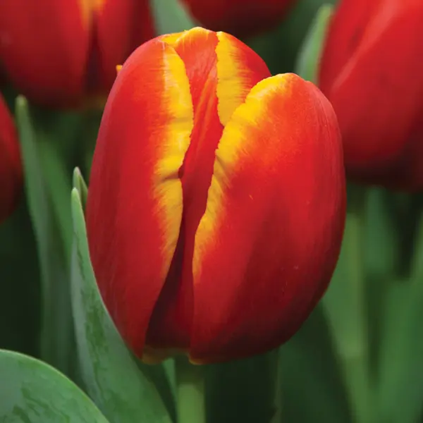 Tulip Power Play