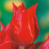 Tulip Pretty Woman Pktulpwo - Garden Express Australia