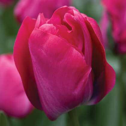 Tulip Perk