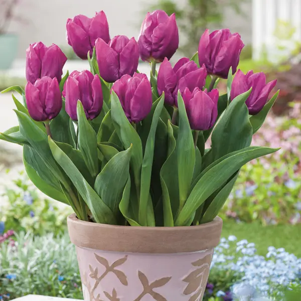 Tulip Purple Prince