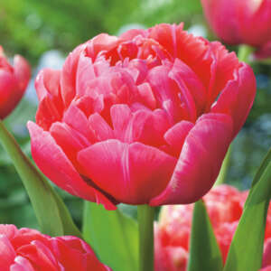 Tulip Renown Unique - Garden Express