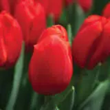 Tulip Surrender Pktulsur - Garden Express Australia