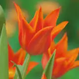 Tulip Synaeda Orange Pktulsor - Garden Express Australia