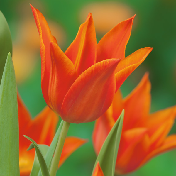 Tulip Synaeda Orange