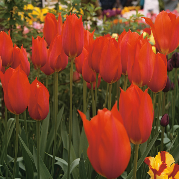 Tulip Temple Favourite