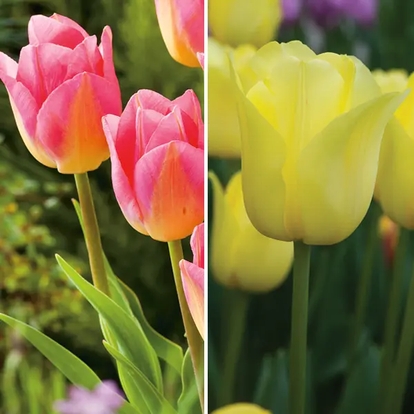 Tulip Triumph Duo 1