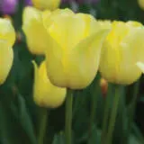 Tulip World Friendship Pktulwfr - Garden Express Australia