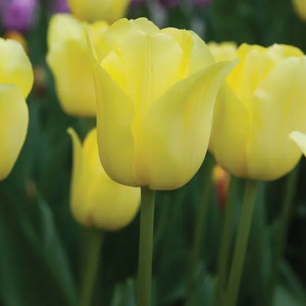 Tulip World Friendship