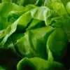 Best Lettuce to Plant in Summer Webp Net Resizeimage 1 - Garden Express Australia