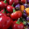 Best Vegetables to Plant in Summer Webp Net Resizeimage - Garden Express Australia